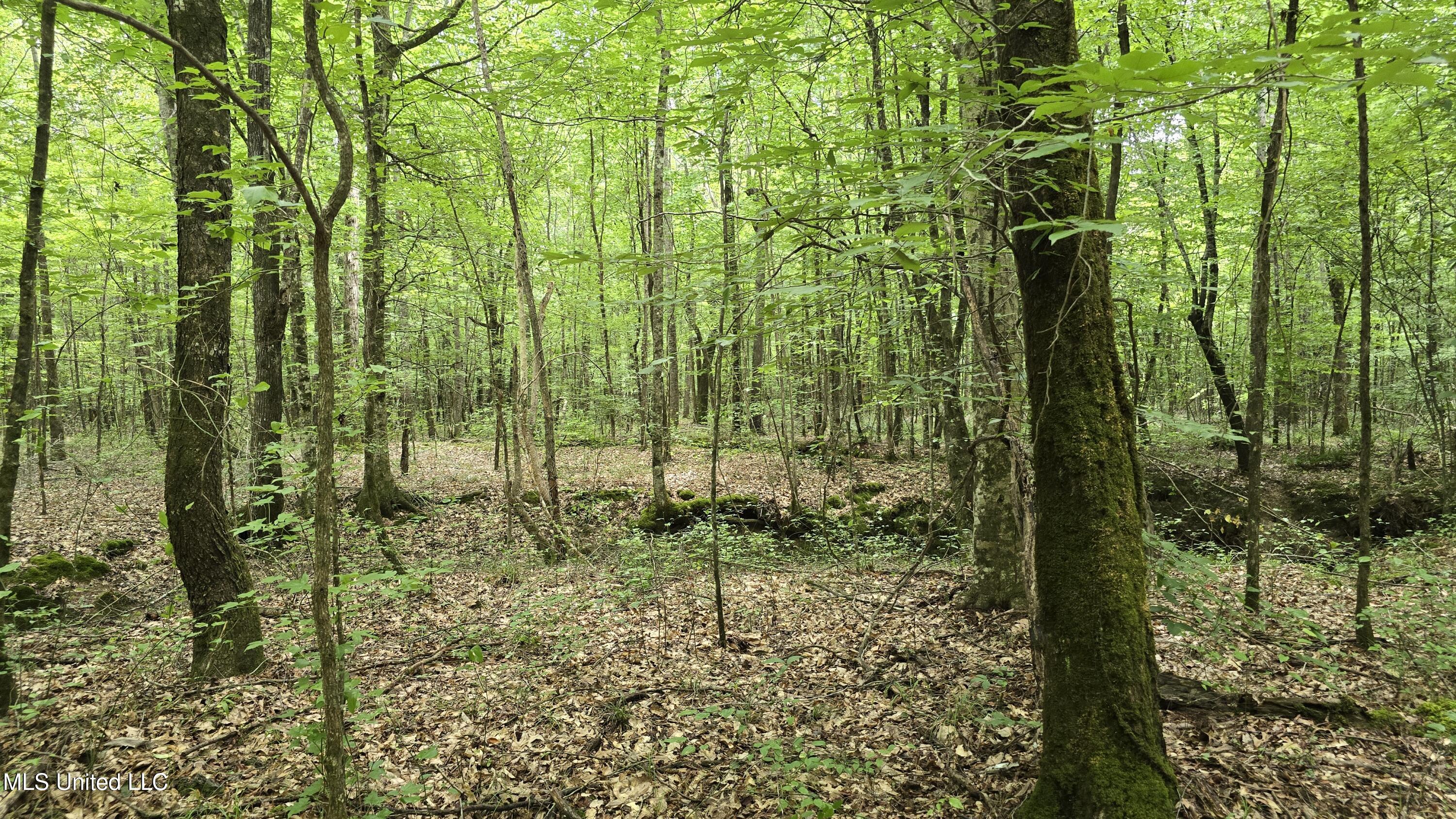 Pearson Road Stewart, MS 39767 - Photo 28 of 44 20250703_141911