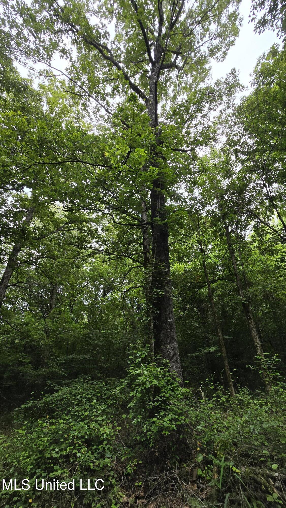 Pearson Road Stewart, MS 39767 - Photo 30 of 44 20250703_142237