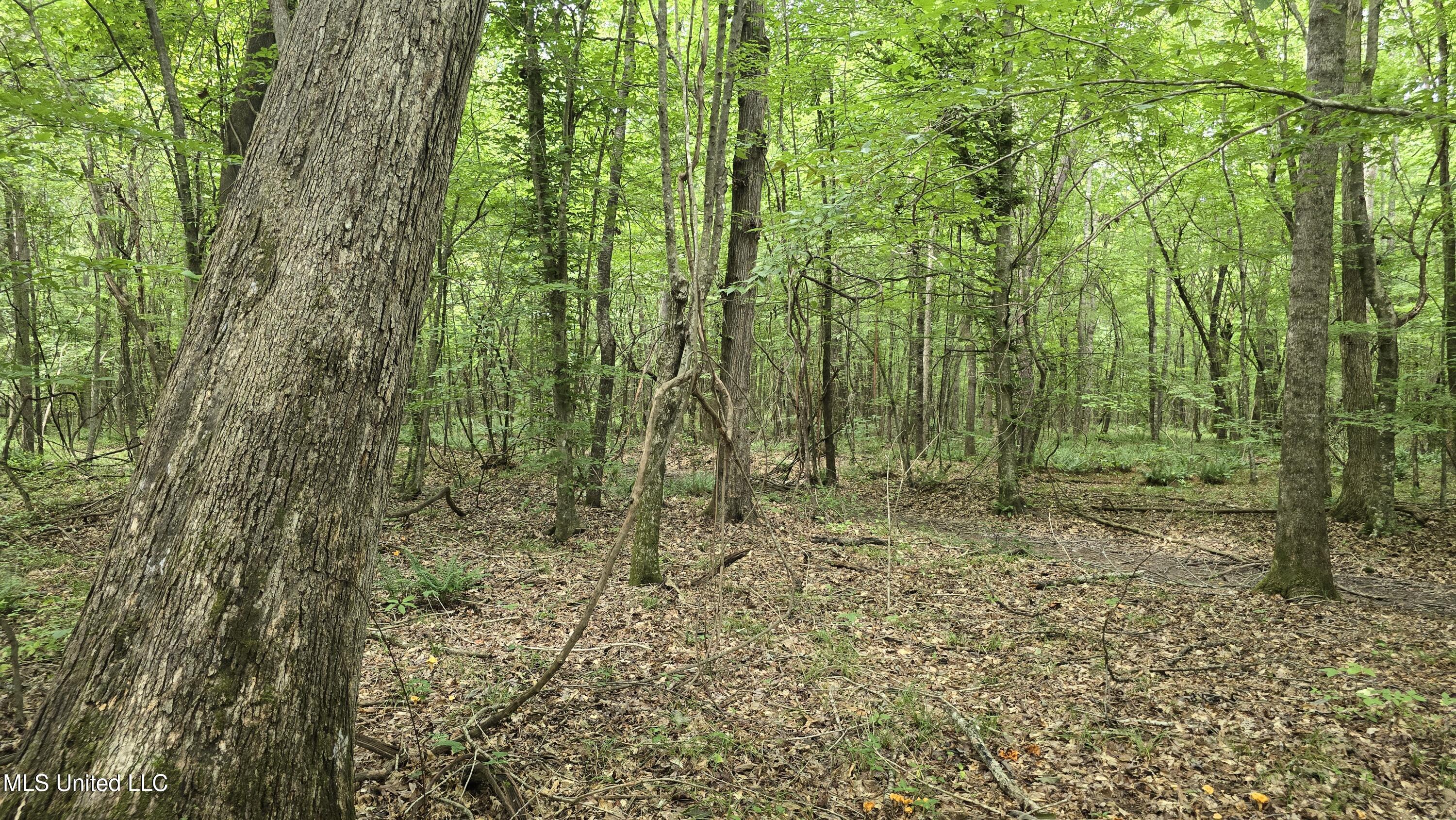 Pearson Road Stewart, MS 39767 - Photo 40 of 44 20250703_144521