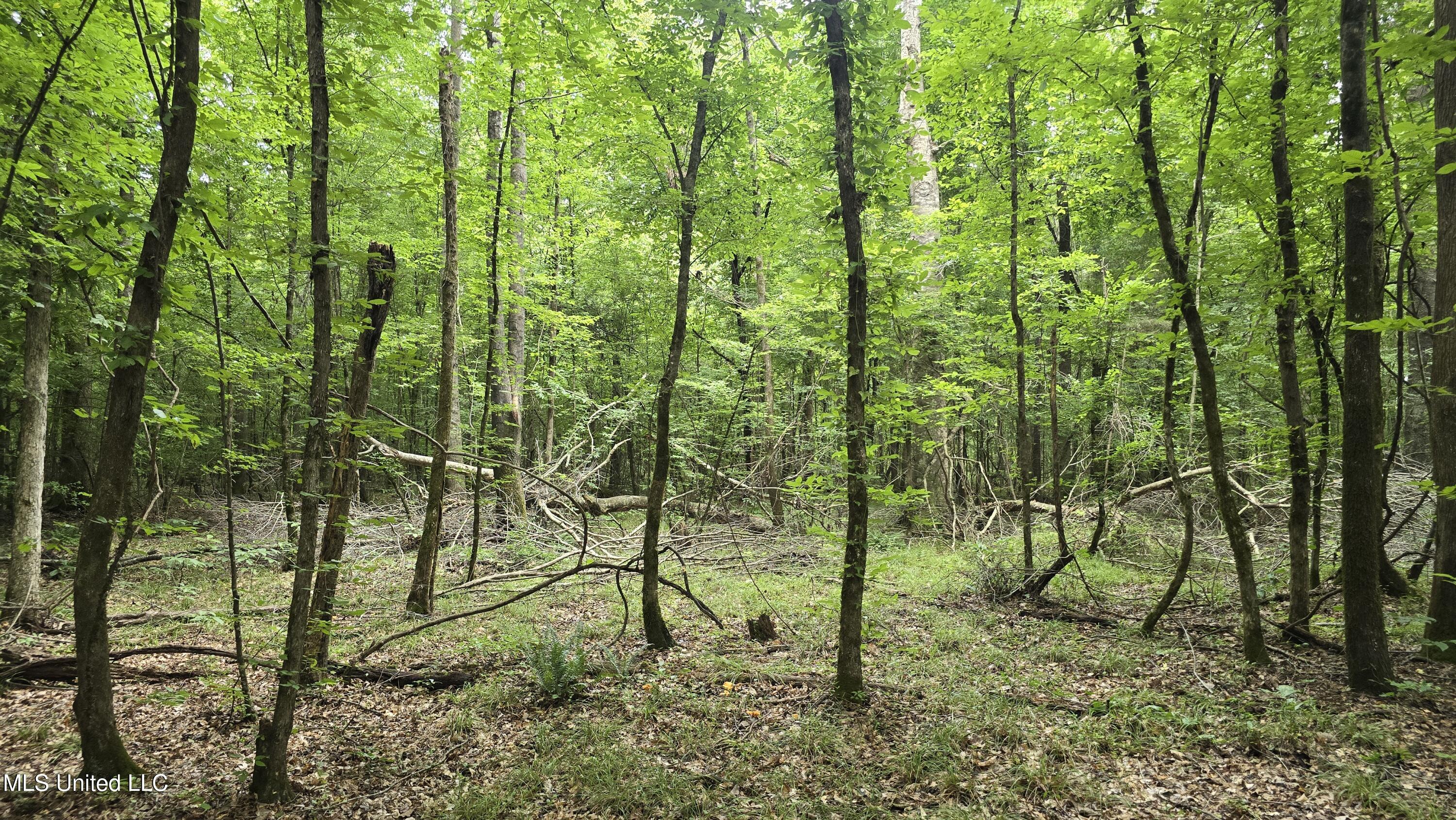 Pearson Road Stewart, MS 39767 - Photo 41 of 44 20250703_144524