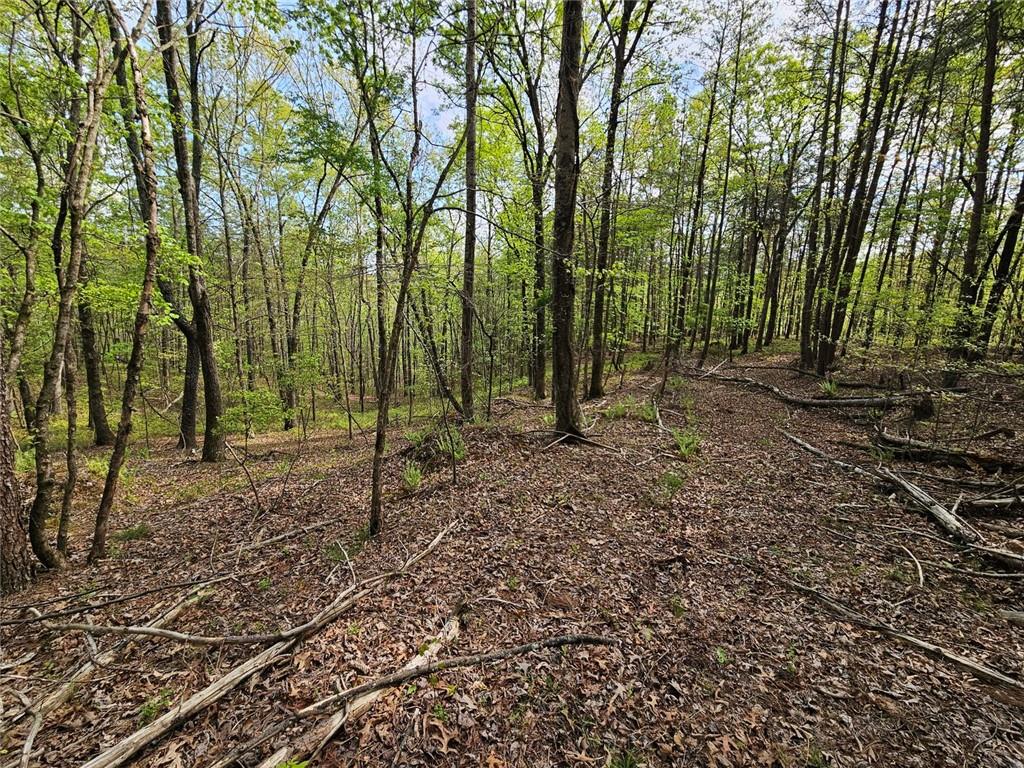 0 Talc Mine Road Jasper, GA 30143 - Photo 21 of 30 a view of a forest with trees in the background