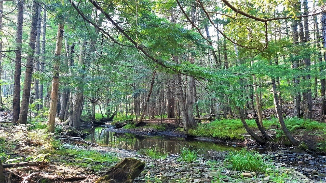 0 Clover Mill Road Farmington, ME 04938 - Photo 2 of 6 00