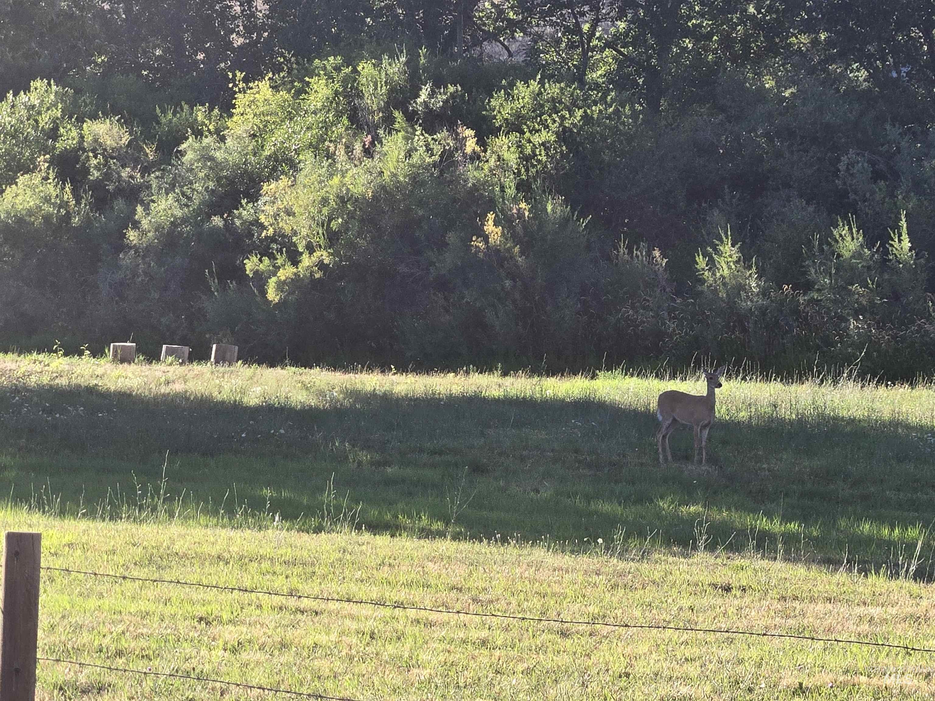 2141 Jackson Creek Road Council, ID 83612 - Photo 44 of 45 Share the river with this beautiful whitetail deer