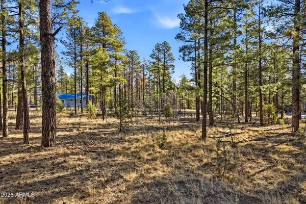 a view of yard with trees