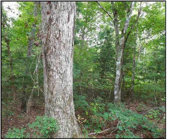 1 Poplar Springs Road Florence, MS 39073 - Photo 2 of 8 Photo 2
