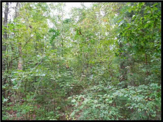 1 Poplar Springs Road Florence, MS 39073 - Photo 3 of 8 Photo 3