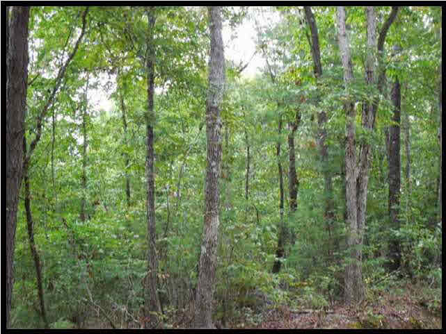 1 Poplar Springs Road Florence, MS 39073 - Photo 5 of 8 Photo 5