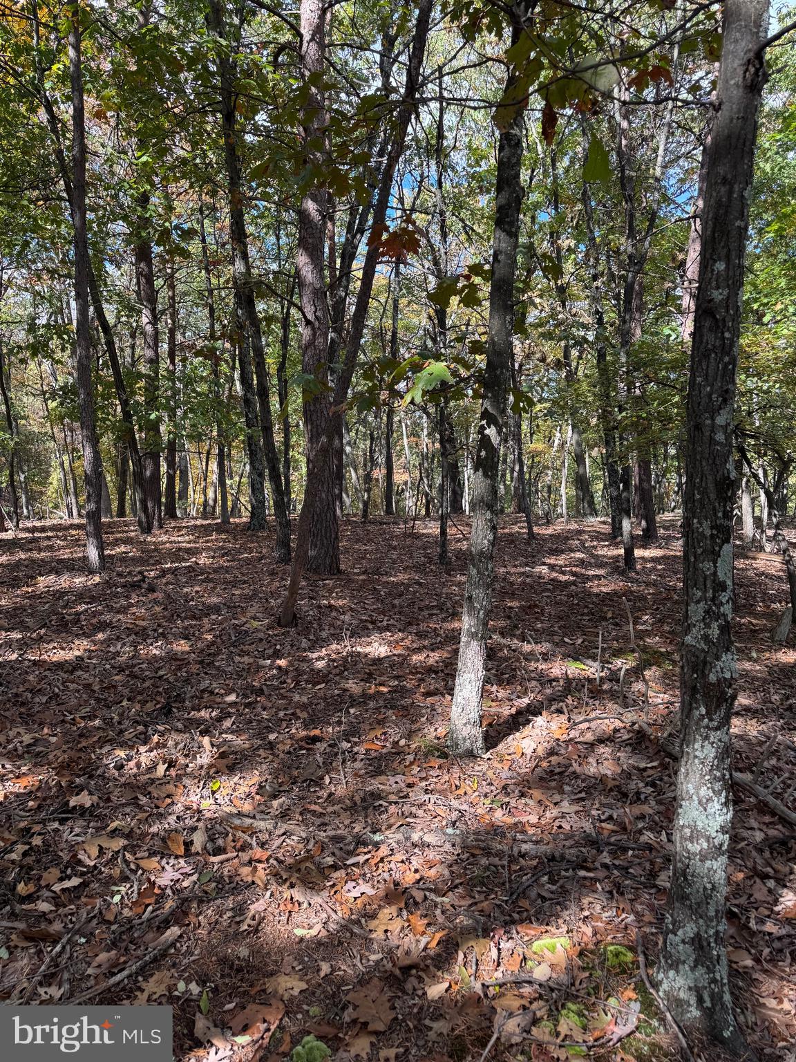 781 Dunmore Road Petersburg, WV 26847 - Photo 30 of 35