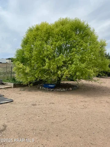 a view of a road with plants and large trees