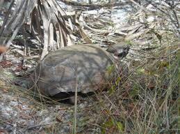 341 Springview Loop Port St. Lucie, FL 34986 - Photo 101 of 122 turtles
