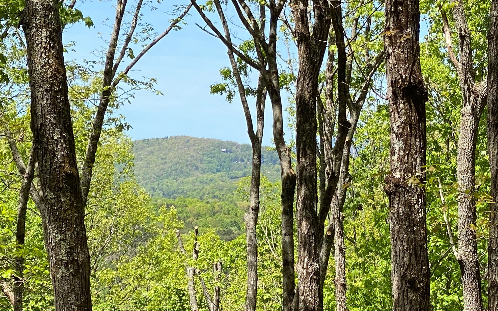 Main View