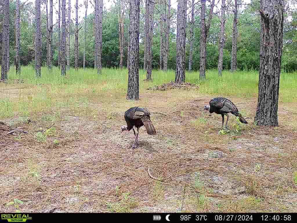 202-acres Columbus Holley Road Samson, AL 36477 - Photo 37 of 50