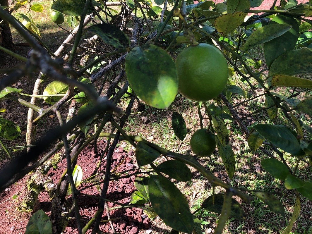 16-1568 38th Avenue Keaau, HI 96749 - Photo 25 of 30 a view of a tree