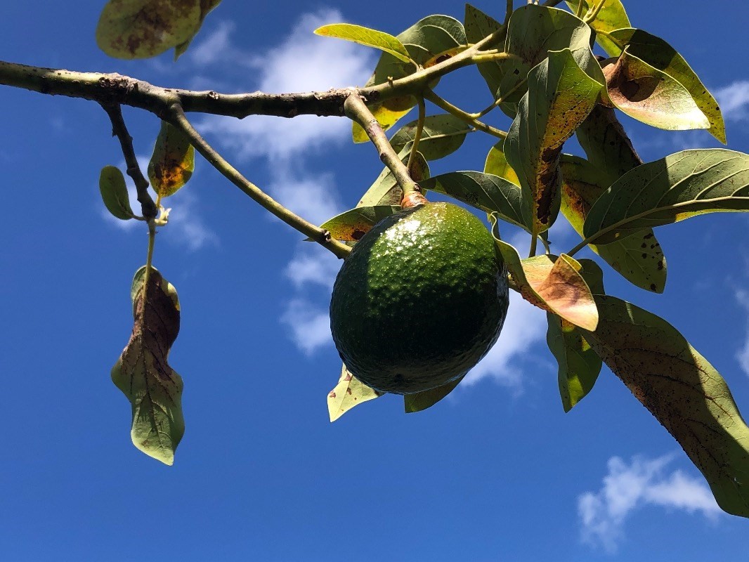16-1568 38th Avenue Keaau, HI 96749 - Photo 26 of 30