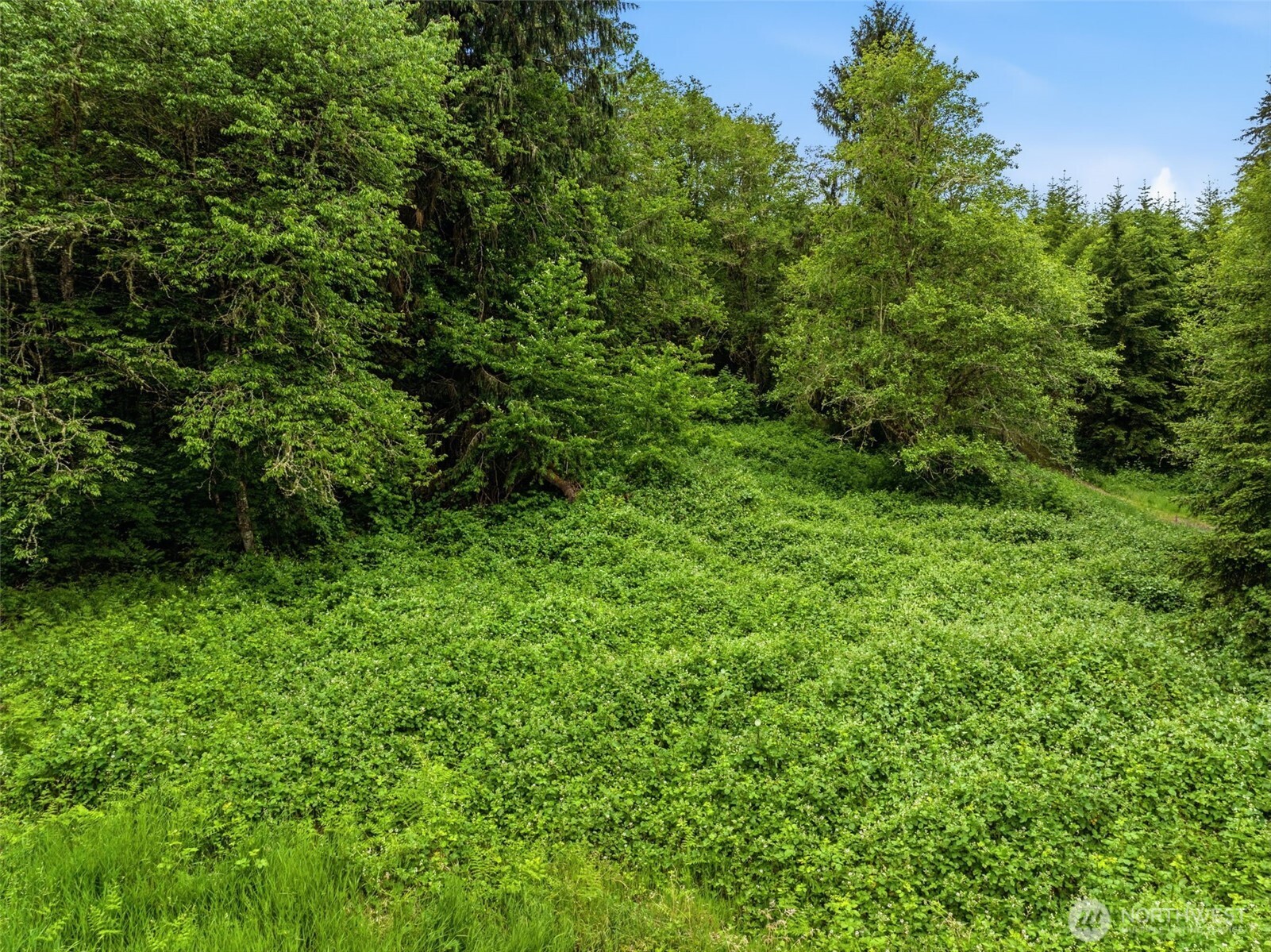 0 East Valley Road Skamokawa, WA 98647 - Photo 6 of 15