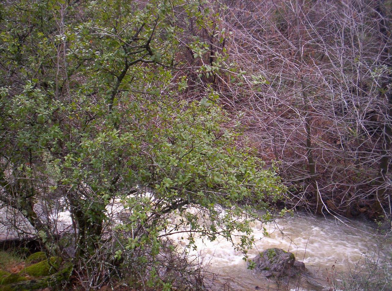 Lot 19 Lack Creek Road Shingletown, CA 96088 - Photo 2 of 5 LACK CREEK