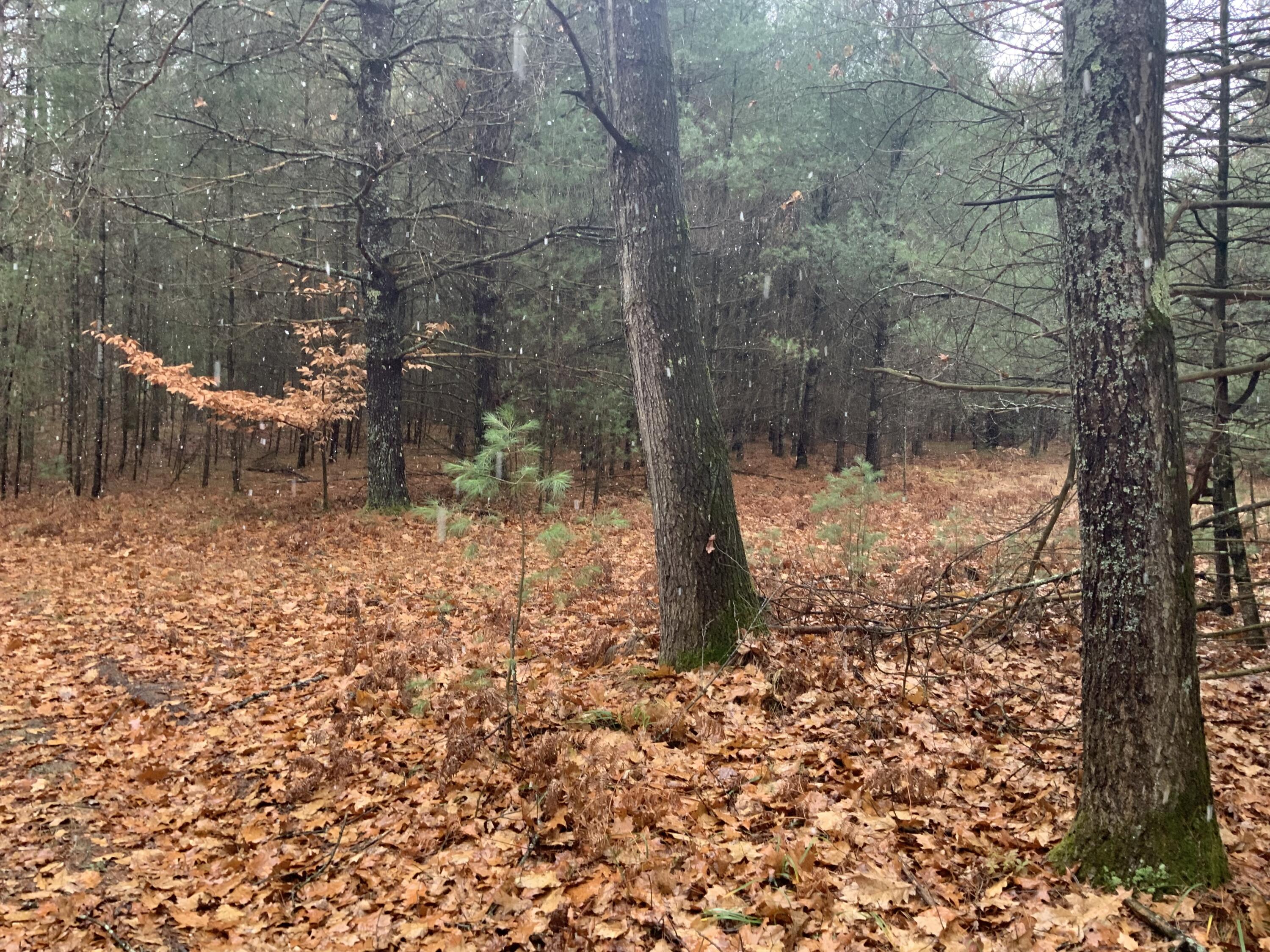 8387 East 7 Mile Road Luther, MI 49656 - Photo 27 of 49 IMG_2471