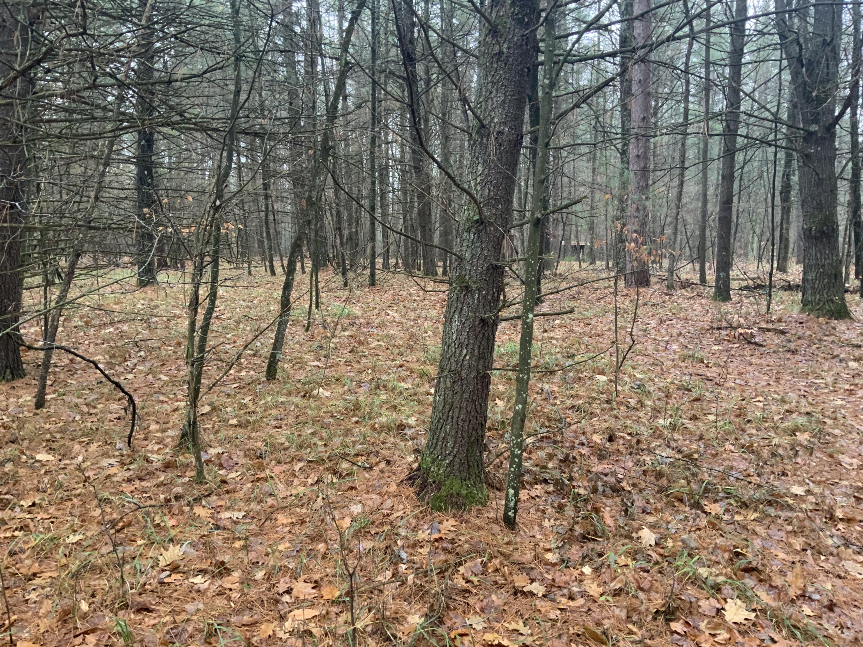 8387 East 7 Mile Road Luther, MI 49656 - Photo 28 of 49 IMG_2472