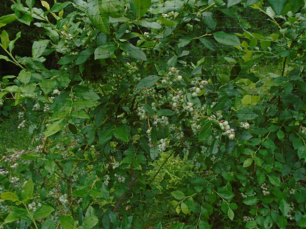149 River Road Benton, ME 04901 - Photo 22 of 26 Blueberries!