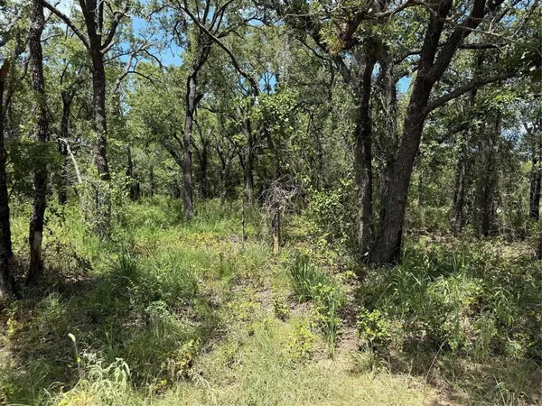 a view of a forest with trees