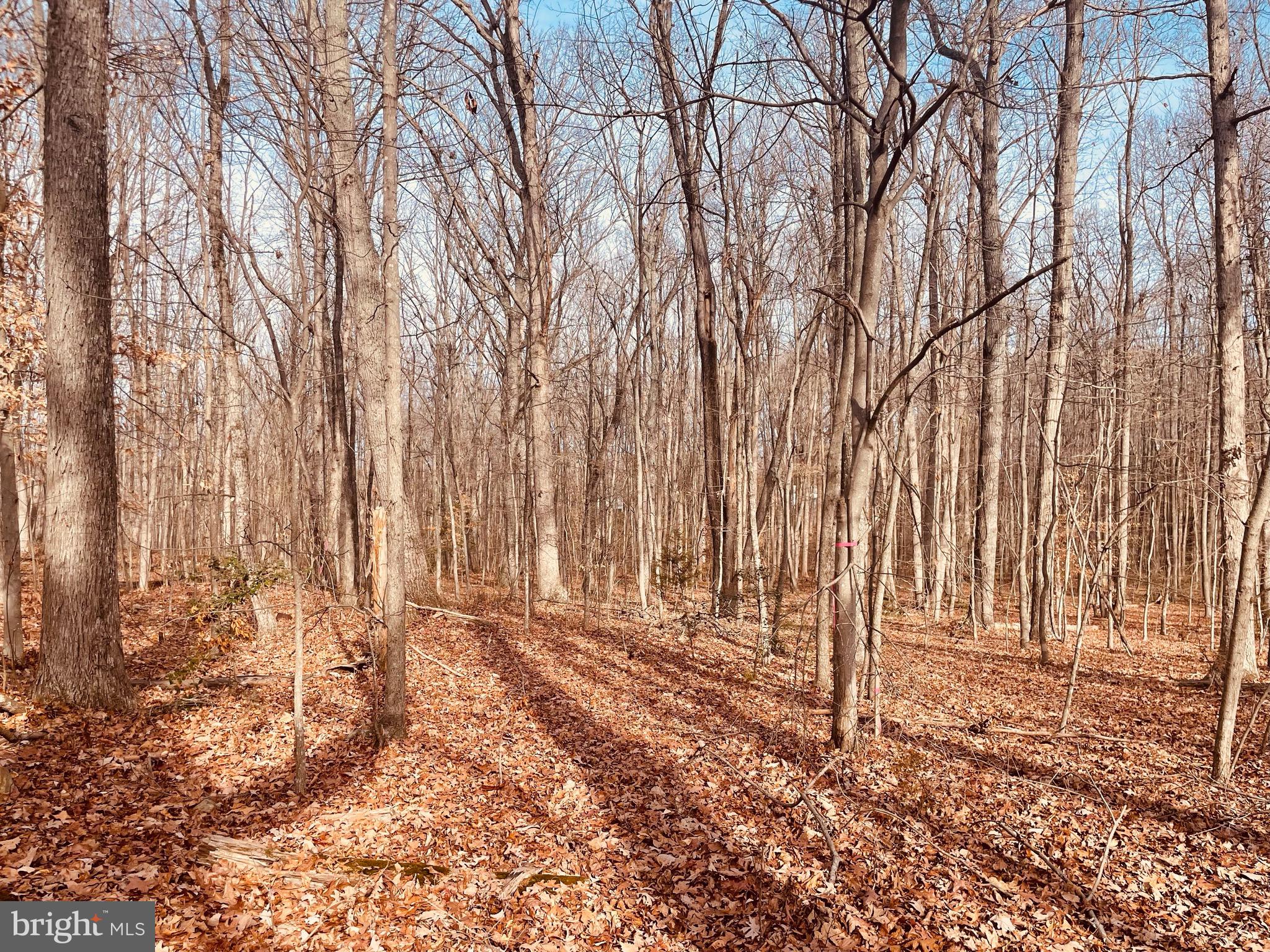 Kennon Road Mineral, VA 23117 - Photo 2 of 11