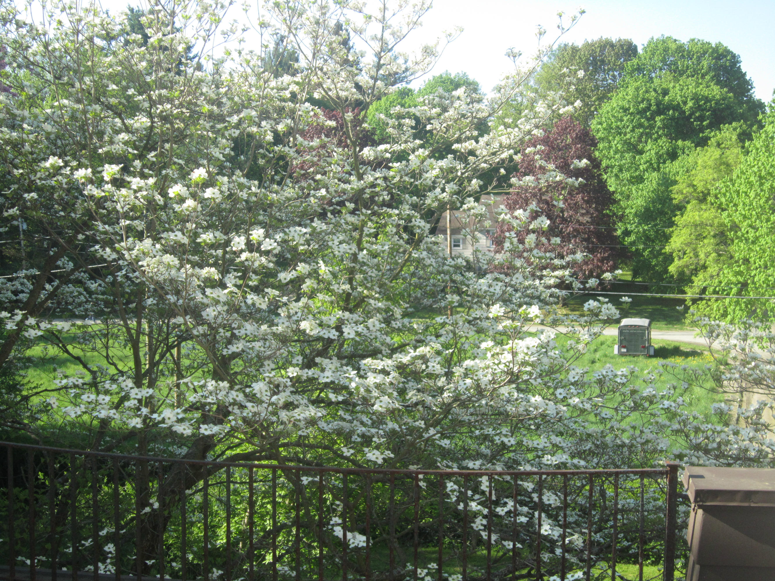 101 Colt Road Pittsfield, MA 01201 - Photo 6 of 36 Dogwood tree