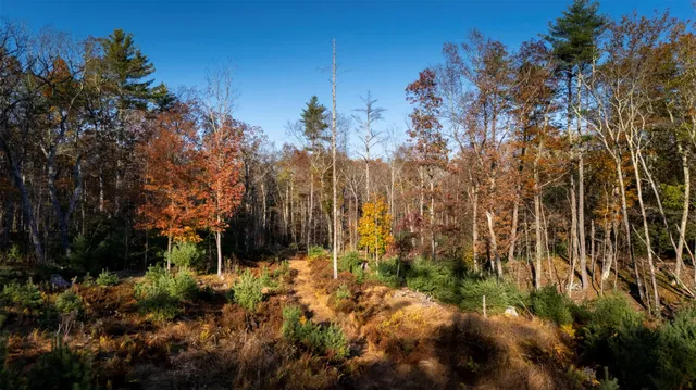 a view of a city with lush green forest