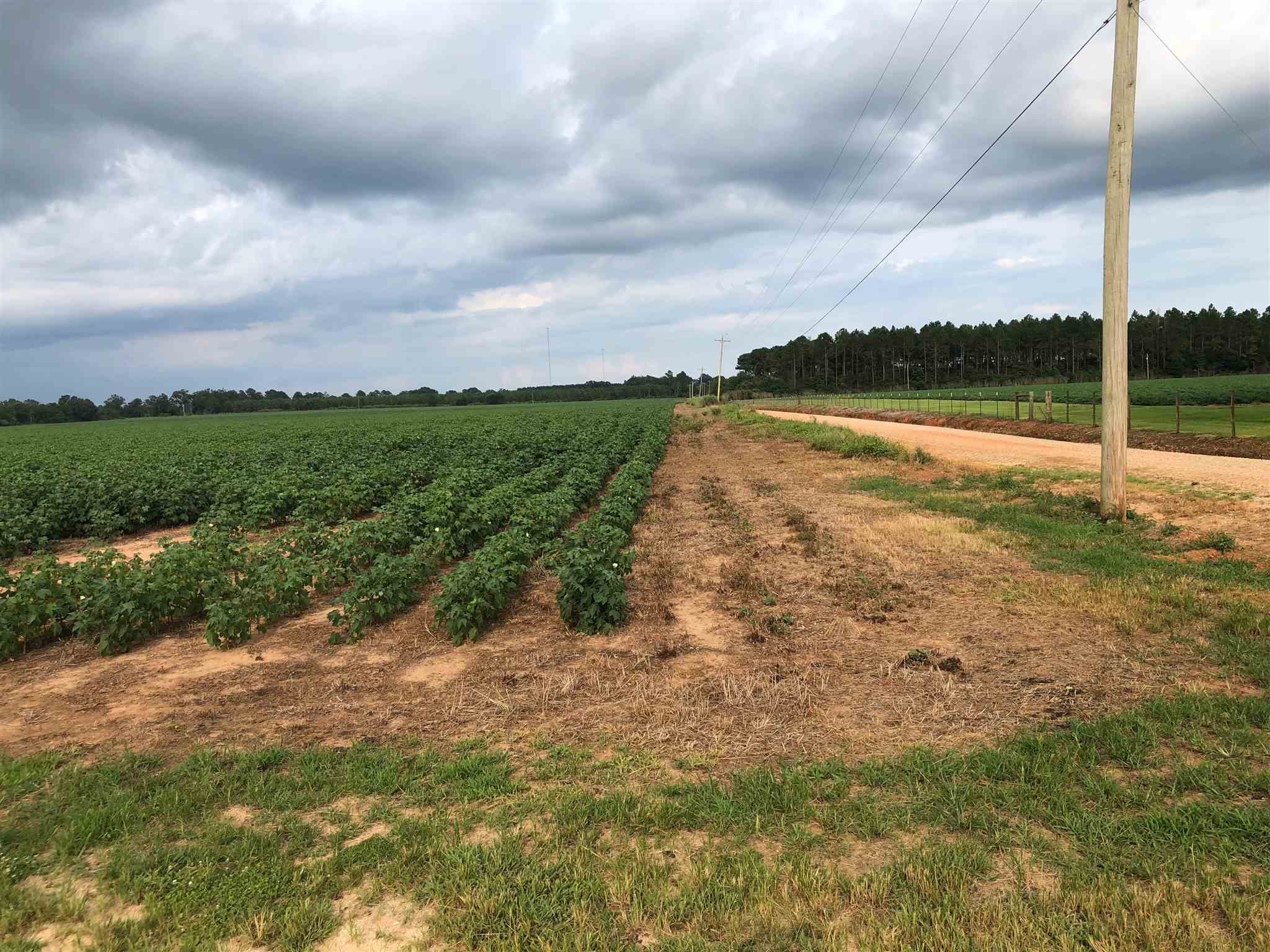 0 Hinote Glass Road Loxley, AL 36551 - Photo 6 of 9