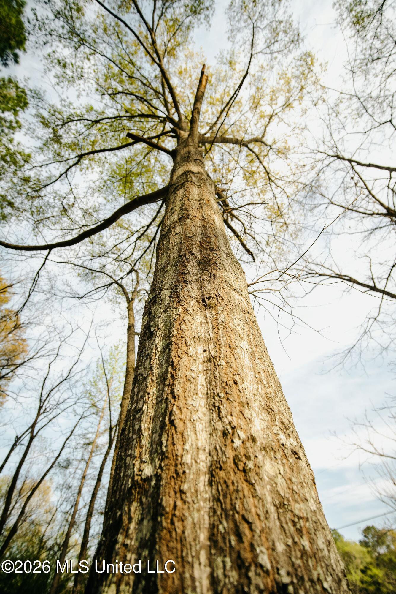 1844 Volley Campbell Road Terry, MS 39170 - Photo 36 of 76 DSC08540