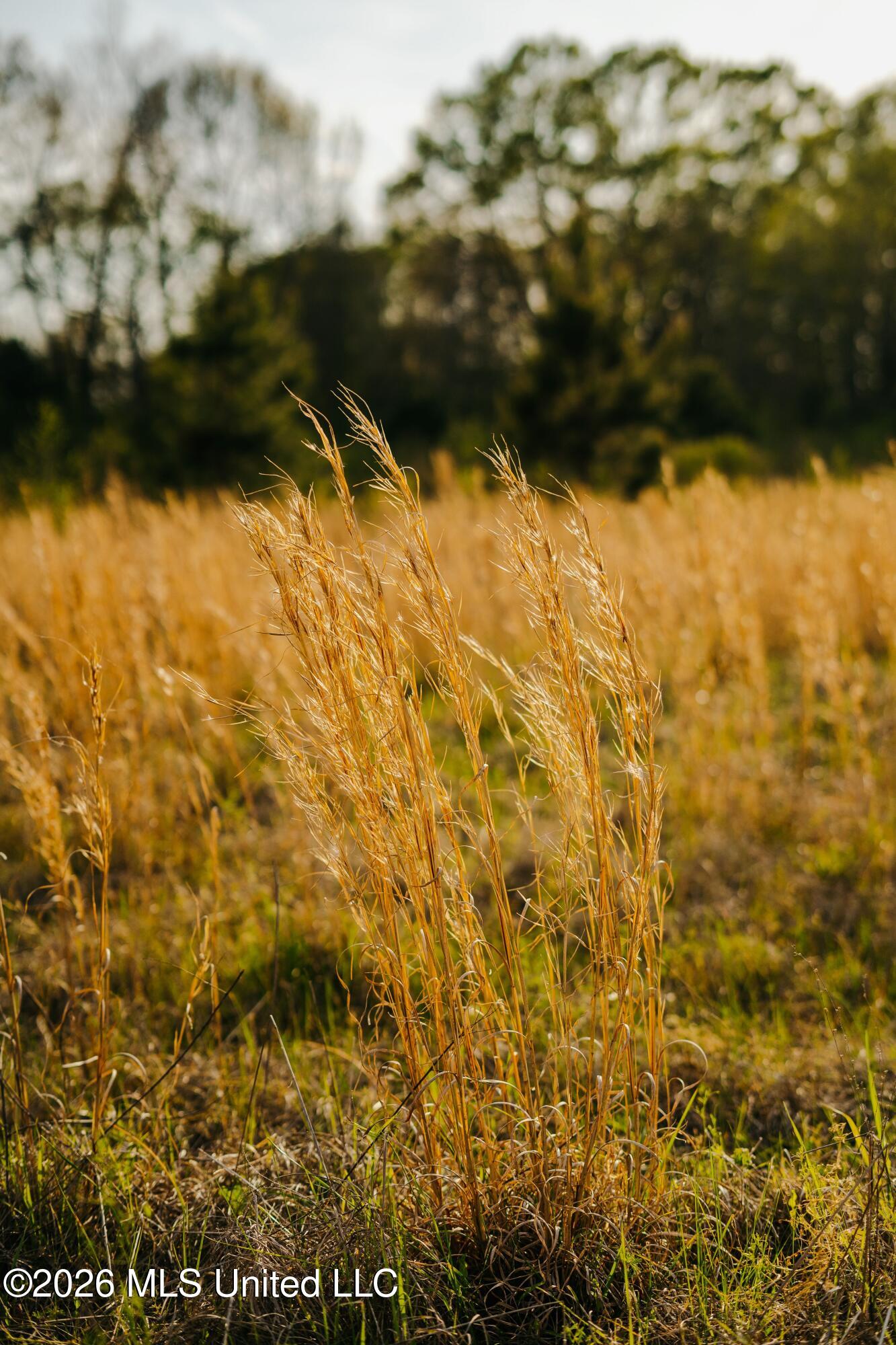 1844 Volley Campbell Road Terry, MS 39170 - Photo 38 of 76 DSC02423