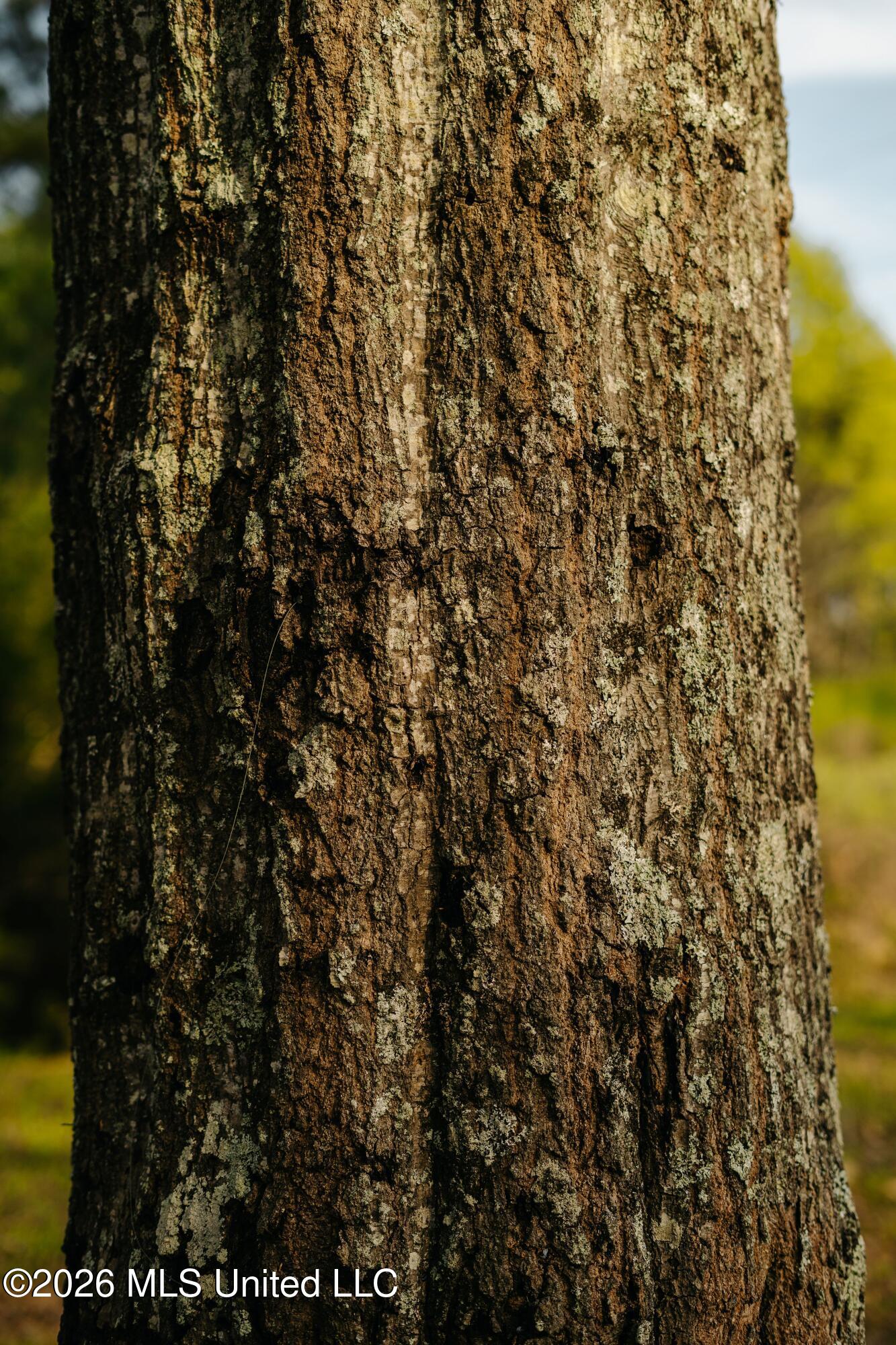 1844 Volley Campbell Road Terry, MS 39170 - Photo 43 of 76 DSC02377