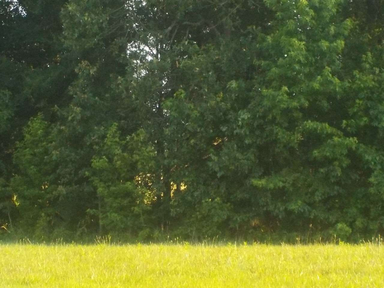 Uzzle Road Rougemont, NC 27572 - Photo 5 of 5 Photo 5