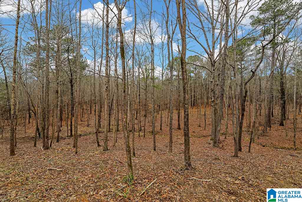 6555 Letson Lake Road Bessemer, AL 35023 - Photo 25 of 26