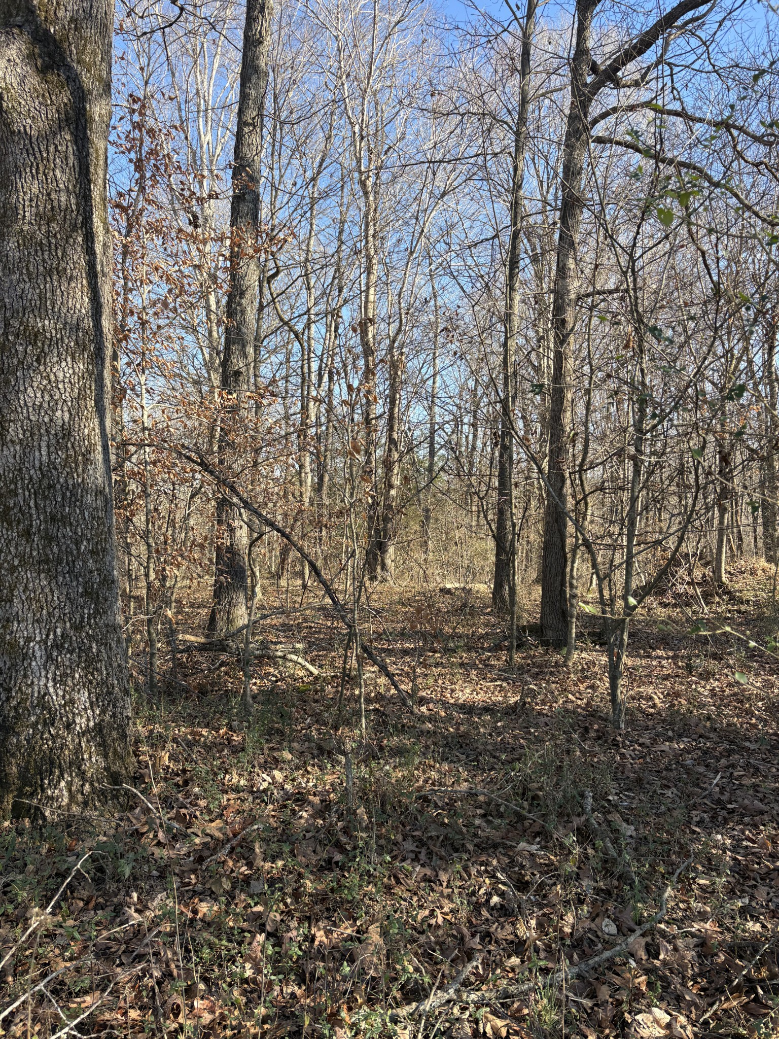 328 Lafayette Road Red Boiling Springs, TN 37150 - Photo 16 of 34 a view of a yard