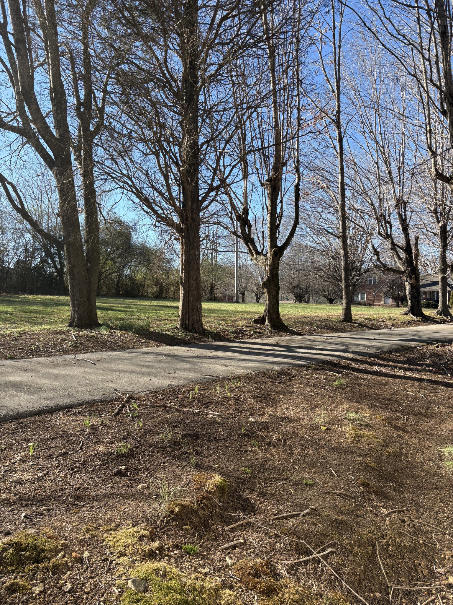 328 Lafayette Road Red Boiling Springs, TN 37150 - Photo 9 of 34 a view of dirt yard with a tree