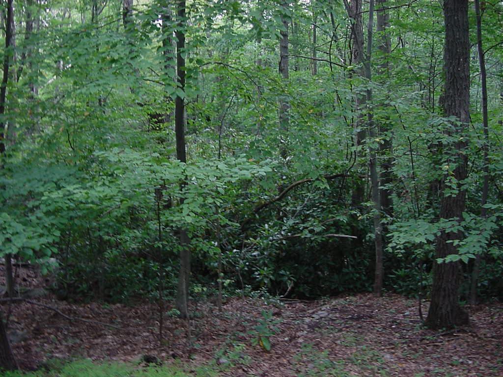 810 Westhill Road Effort, PA 18330 - Photo 2 of 4 a view of a forest that has large trees
