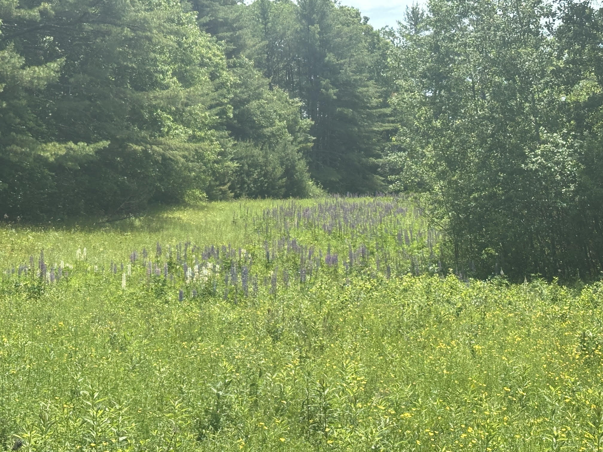 37 Herrick Road Belfast, ME 04915 - Photo 8 of 14 9