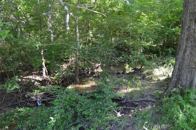a view of a forest with lots of trees