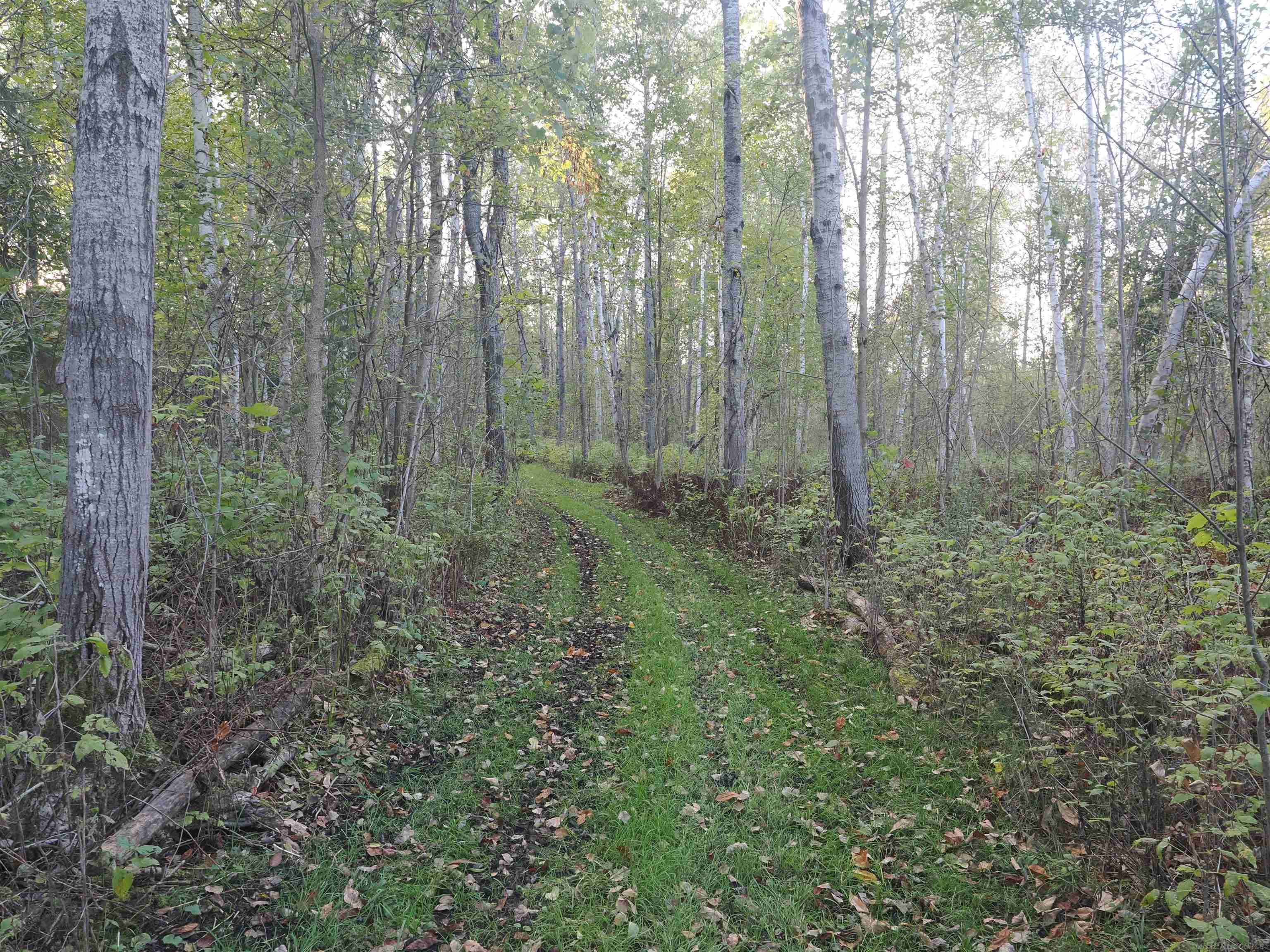 Xxx Tolan Road Spruce, MI 48762 - Photo 33 of 79
