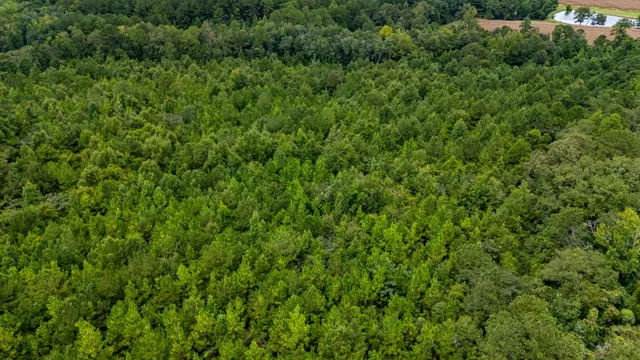 a view of a lush green forest