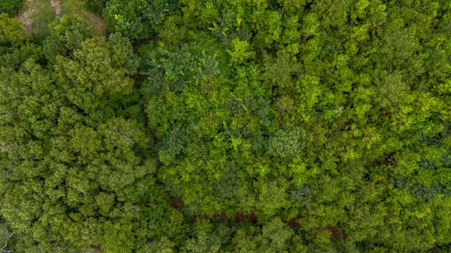 a view of a lush green forest with a tree