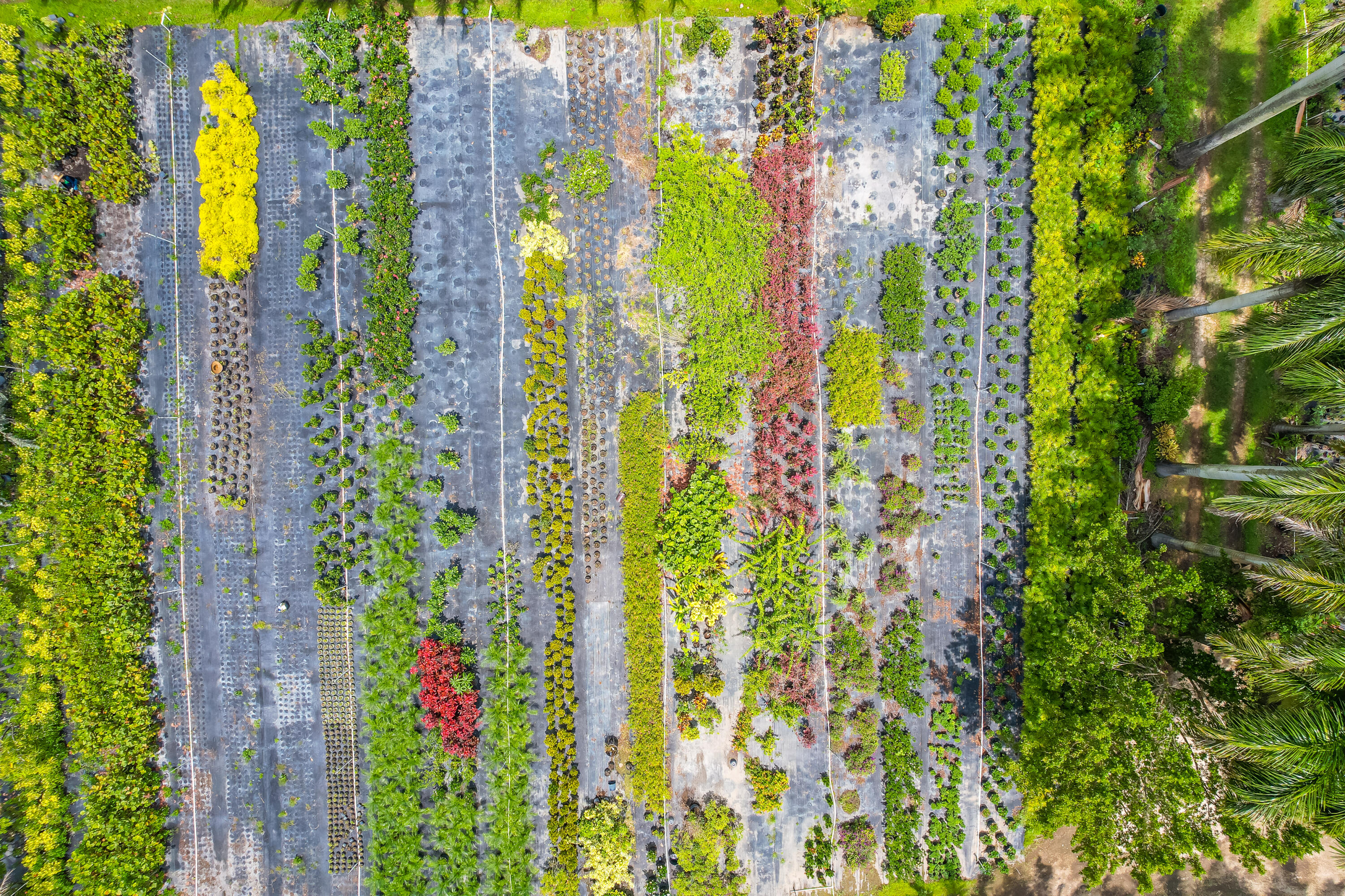 Xxx Southwest 278th Street Homestead, FL 00000 - Photo 16 of 29 a close up of a plant