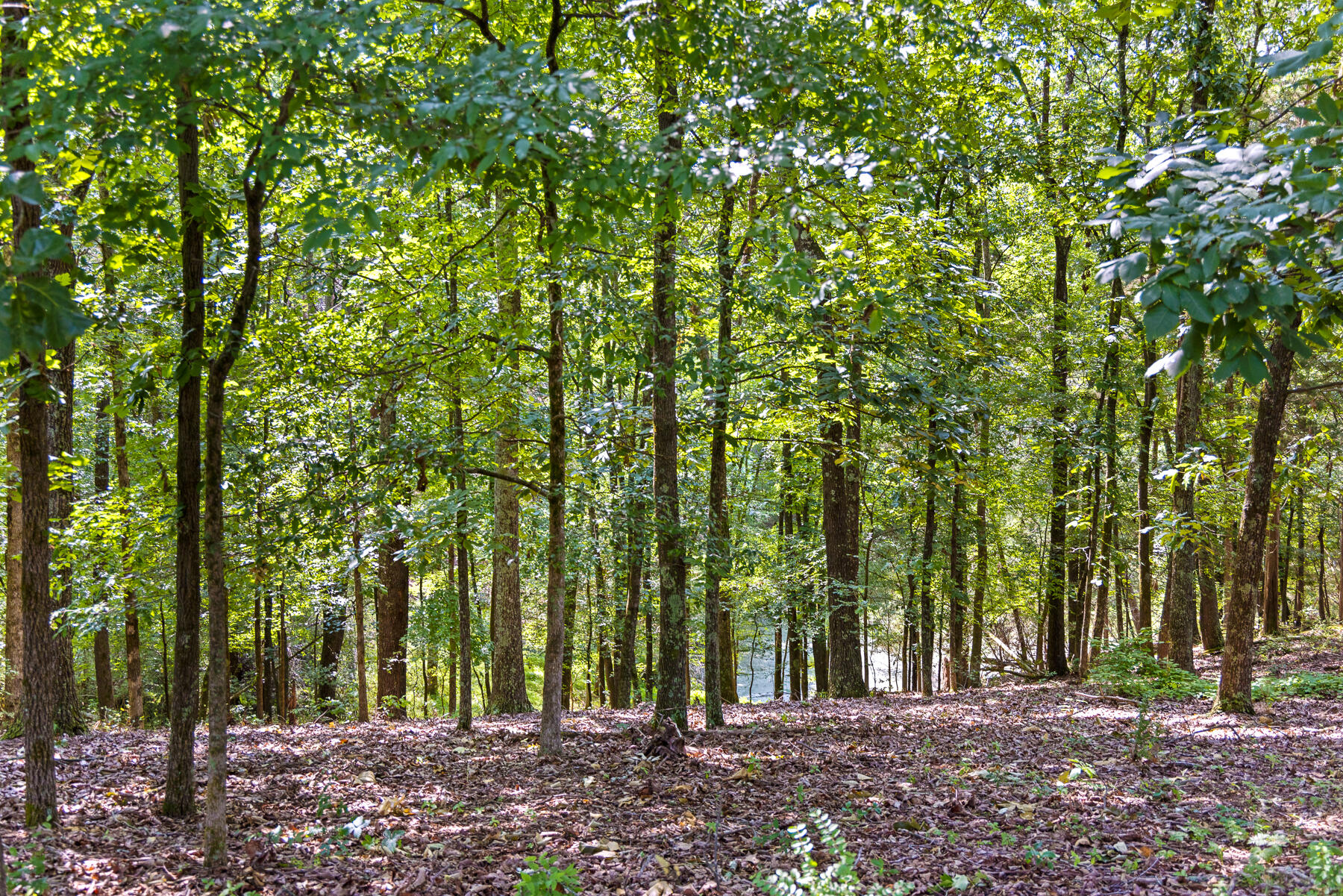 3069 Smyrna Road Dayton, TN 37321 - Photo 17 of 28 Smyrna (31 of 31)