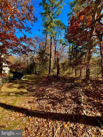 a view of large tree