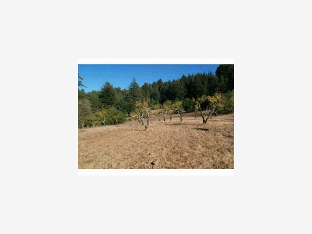 24541 Miller Hill Road Los Gatos, CA 95033 - Photo 1 of 3 a picture of a person in a yard