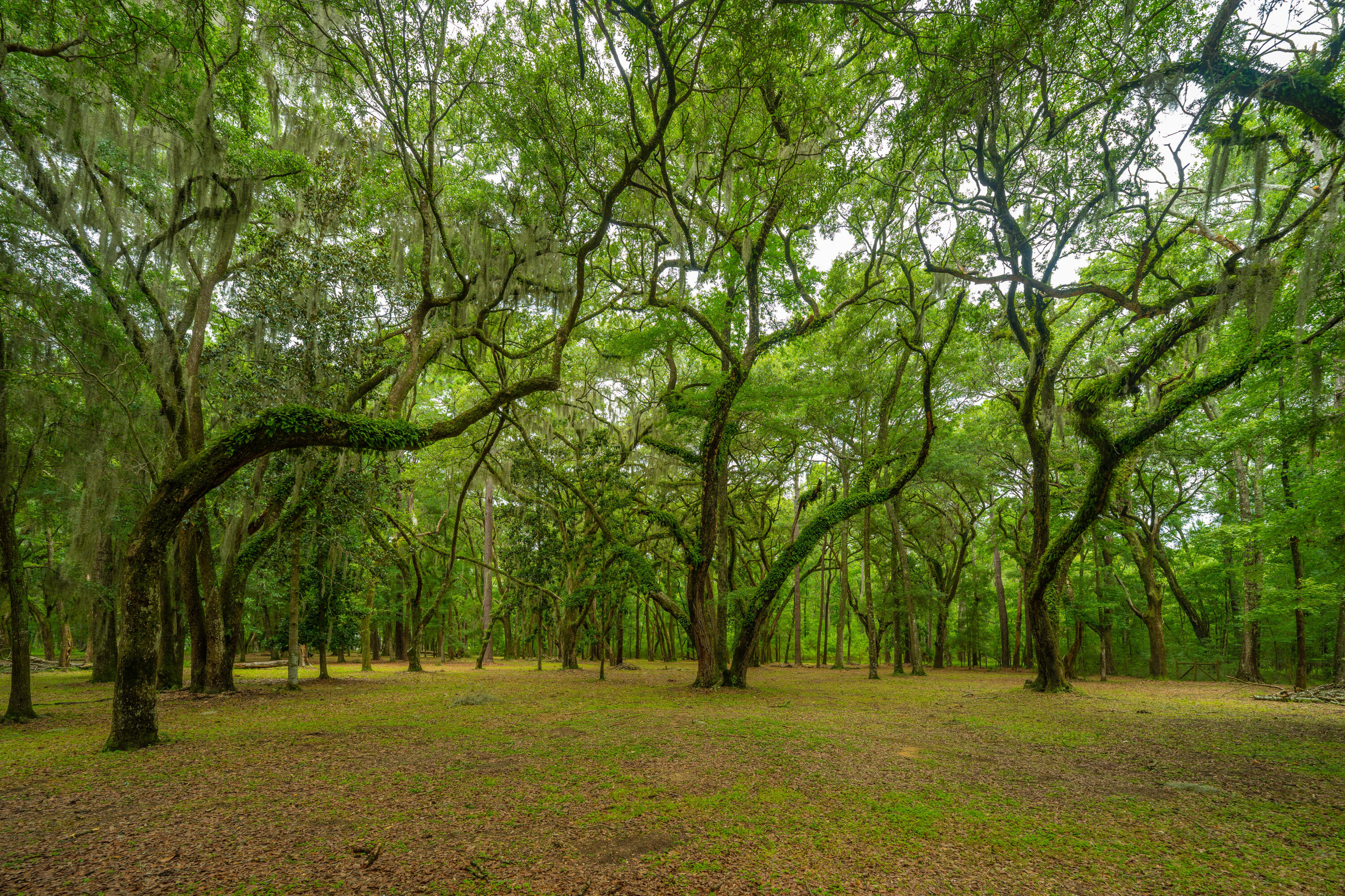 8389 Chisolm Plantation Road Edisto Island, SC 29438 - Photo 48 of 62 8389ChisolmPlantationRd060