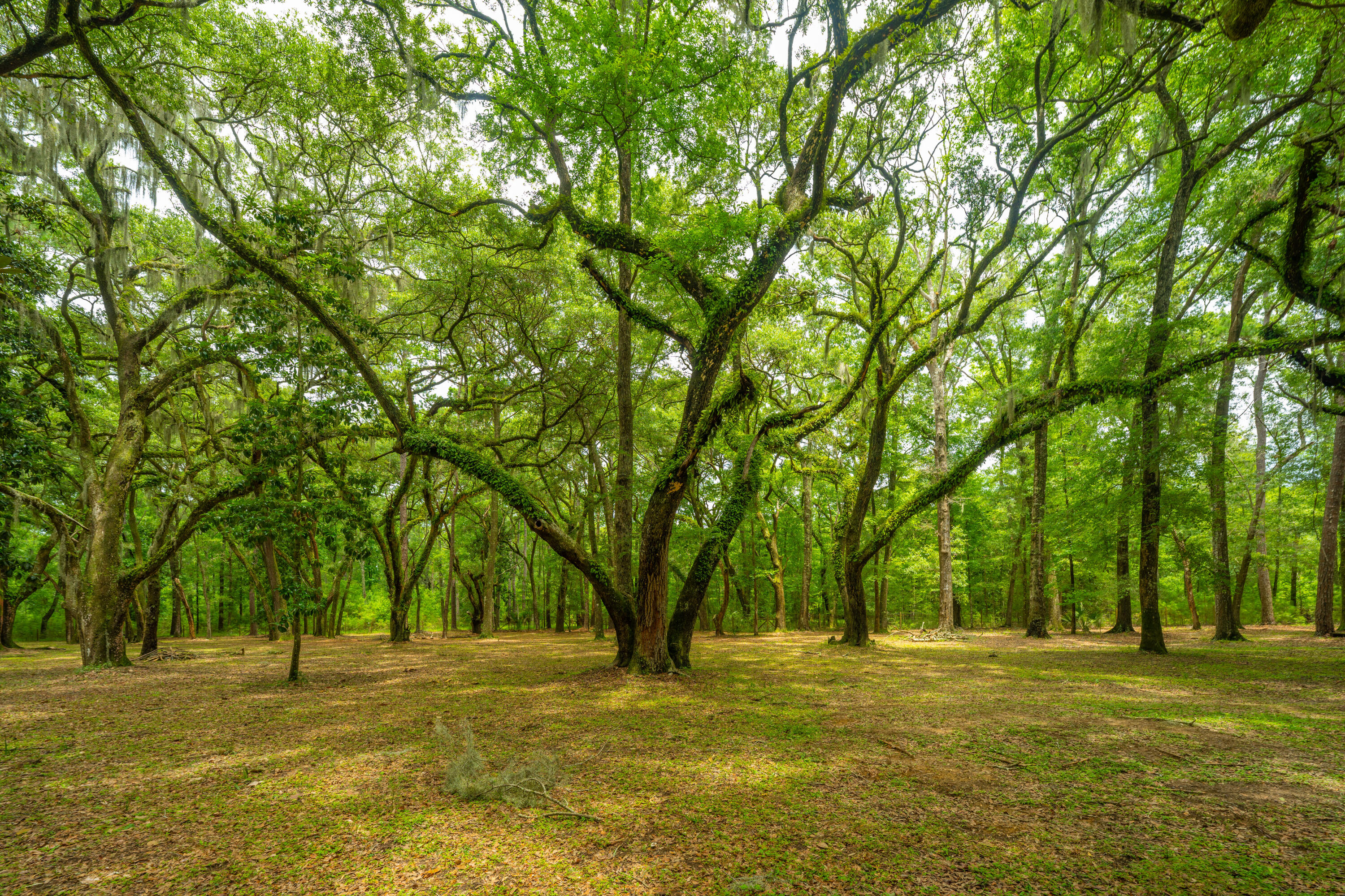 8389 Chisolm Plantation Road Edisto Island, SC 29438 - Photo 54 of 62 8389ChisolmPlantationRd062