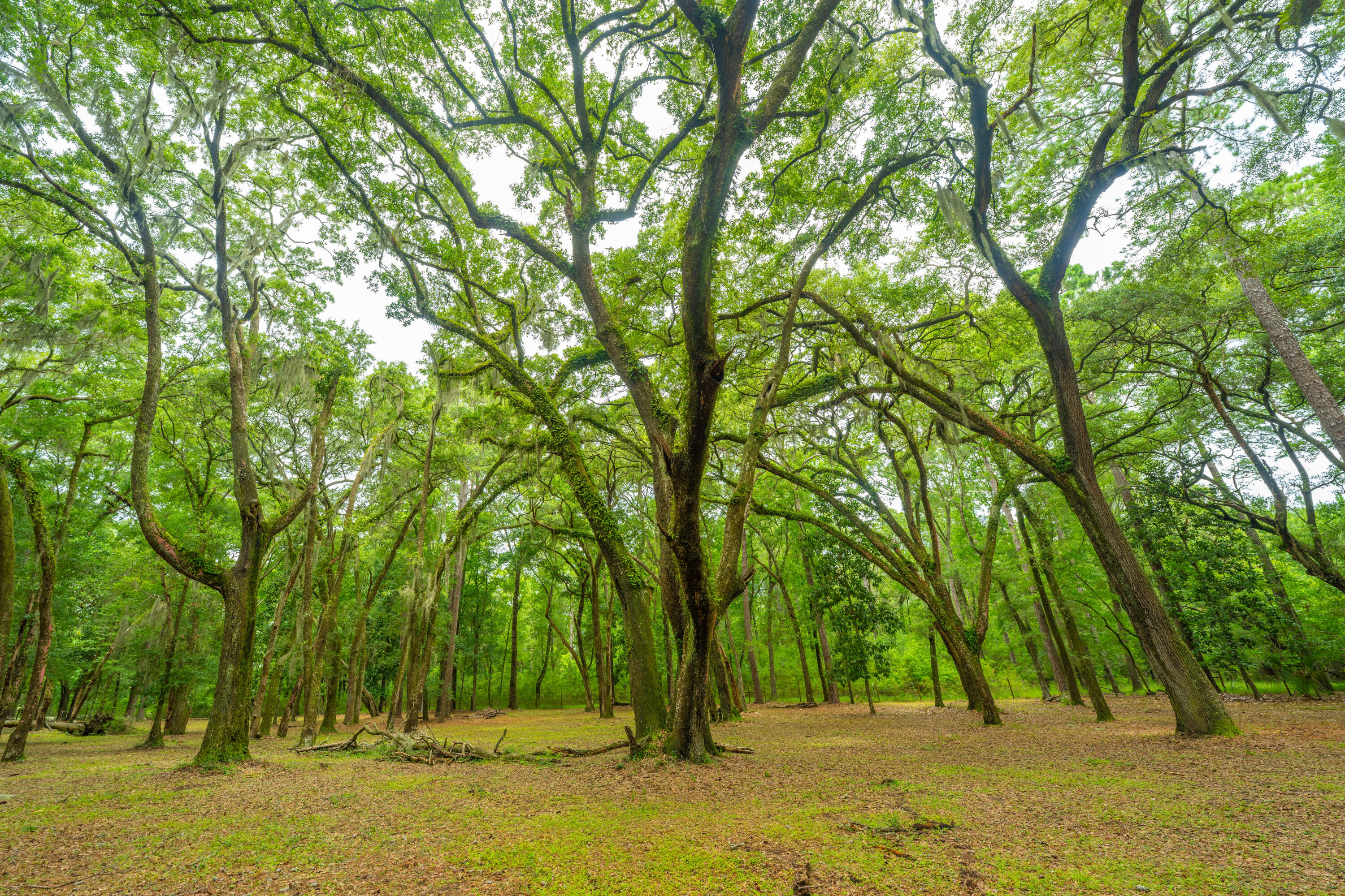 8389 Chisolm Plantation Road Edisto Island, SC 29438 - Photo 62 of 62 8389ChisolmPlantationRd064