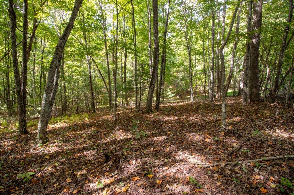 1724 Alum Ridge Road Northwest Willis, VA 24380 - Photo 65 of 71 Gallery Image 65