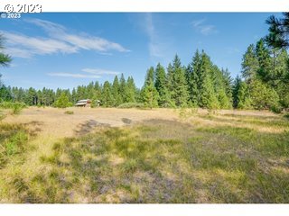 Lava Road Trout Lake, WA 98650 - Photo 5 of 7 a view of a yard with a tree